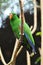 Beautiful green eclectus parrot bird