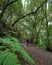 Beautiful green enchanted forest. Ancient woods. Magical teal rain forest.