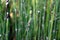 The beautiful green Equisetum debile Roxb on nature