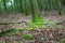 A beautiful green fern in an amazing lush green forest in Soderasen national park, Scania southern Sweden. Woodland