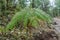 Beautiful green fern in the forest