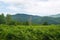 Beautiful green fern glade on background of forested mountains