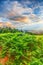 Beautiful green fern glade on a background of forested mountains