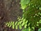 Beautiful green Fern and moss grow covering rock in the forest.