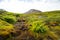 Beautiful green ferns growing in the Sarek National Park wilderness in Sweden.