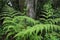Beautiful Green Ferns with Tropical Background