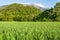 Beautiful green field in Bex in Switzerland with the view of La dent de Morcle in the background