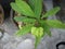 Beautiful green flower and leaves