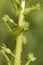 Beautiful green- flowered orchid, common twayblade Neottia ovata