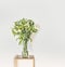 Beautiful green flowers bunch with falling petals in glass vase at white wall background. Home interior