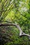 Beautiful green foliage of trees in autumns forest