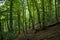 Beautiful green forest with forest path. Tall green trees. Forest landscape.