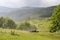 Beautiful green forest after hailstorm