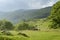 Beautiful green forest after hailstorm