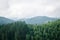 Beautiful green  forest mountains with fog