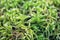 Beautiful green forest Sphagnum moss closeup