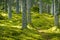 Beautiful green forest with thick moss on the floor