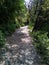 Beautiful green forests on a trekking trail in himachal pradesh india on a sunny day