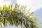 Beautiful green foxtail palm trees sway back and forth in the breeze with sky backgrounds and clouds on a hot sunny day