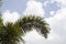 Beautiful green foxtail palm trees sway back and forth in the breeze with sky backgrounds and clouds on a hot sunny day