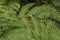 beautiful green fresh fern plant growing wild