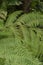 beautiful green fresh fern plant growing wild