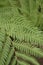 beautiful green fresh fern plant growing wild