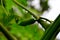 A beautiful green fruit on tree abd in rainfall