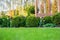 Beautiful green garden with frsesh boxwood bushes, flowers and wood grating summerhouse.Scenic summer gardening background.