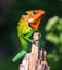 Beautiful green garden lizard climb and sitting on top of the wooden trunk like a king of the jungle, bright orange-colored head