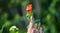 Beautiful green garden lizard climb and sitting on top of the wooden trunk like a king of the jungle, bright orange-colored head