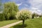 Beautiful green garden with a path going between two Japanese willow trees