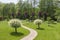 Beautiful green garden with a path going between two Japanese willow trees