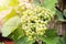 Beautiful Green Grapes in Vineyard Closeup