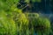 Beautiful green grass growing in the flooded wetlands during spring. Grass reflections on the water surface