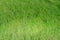 Beautiful green grass lawn made of grass in summer. blurry text space, copy space