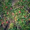 Beautiful green grass with red leaves. Macro. Natural Background.