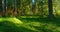 Beautiful green grass in summer forest, with glorious rays of sunlight falling through the trees. Slider, dolly shot