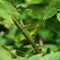 A beautiful Green Grasshopper