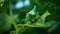 Beautiful green grasshopper on leaf in nature. Generative AI