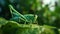 Beautiful green grasshopper on leaf in nature. Generative AI