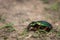 A beautiful green ground beetle resting on the ground