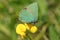 A beautiful Green Hairstreak Butterfly, Callophrys rubi, perching on a Common bird`s-foot-trefoil wildflower, Lotus corniculatus,