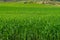 Beautiful Green Hay Field, Sicilian Landscape, Mazzarino, Caltanissetta, Italy, Europe