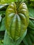 Beautiful green heart shape bettle leaf hd