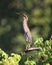 Beautiful Green heron perched atop a lush green tree branch, surrounded by a plethora of foliage