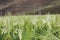A beautiful green high-yield highland barley field