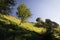 Beautiful green hills with meadow and pasture with trees in summer