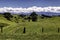 Beautiful green hills scenery with grazing sheep in New Zealand