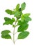 Beautiful green holy basil on a white background